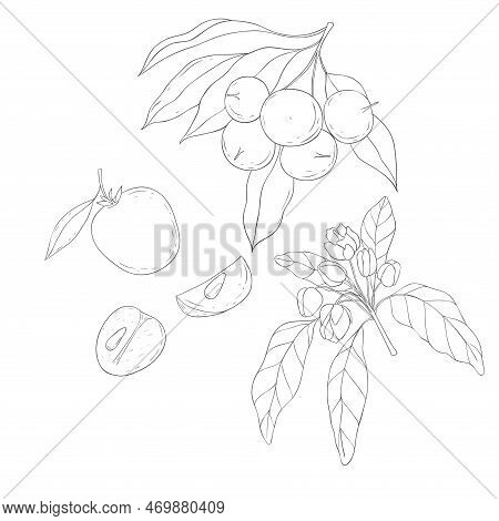 Line Art Chikoo Branch And Blossom. Elements Of Fruits And Flowers. Vector Illustration On White Bac