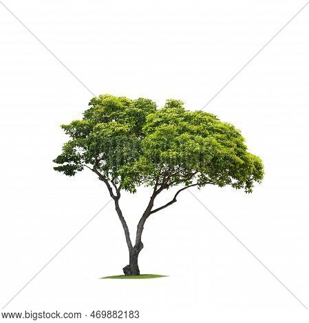 Mimusops Elengi, Spanish Cherry, Medlar Or Bullet Wood Tree On Isolated White Background With Clippi