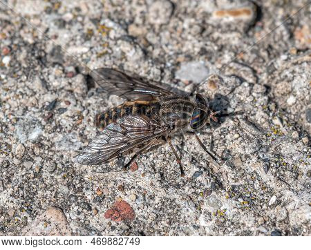 This Large Horsefly Was Photographed Along A Pristine Northwoods Stream.