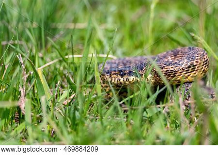 Close-up Of Blotched Snake Or Elaphe Sauromates In Grass
