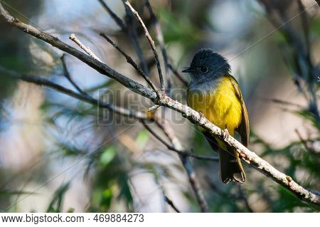 Close Up Of Grey-headed Canary Flycatcher Or Culicicapa Ceylonensis