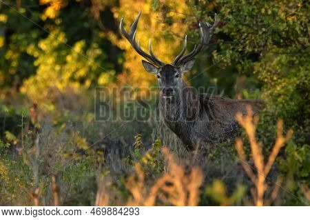 Red Deer Stag Or Cervus Elaphus In A Forest