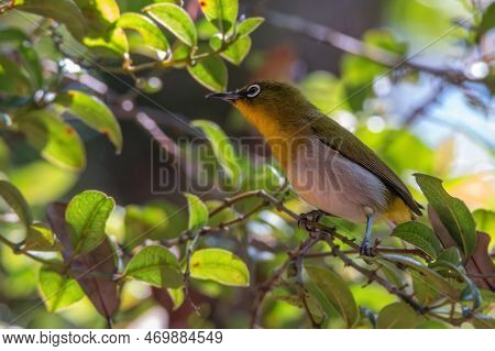 Sri Lankan White-eye Or Zosterops Ceylonensis An Endemic Species Of Sri Lanka.