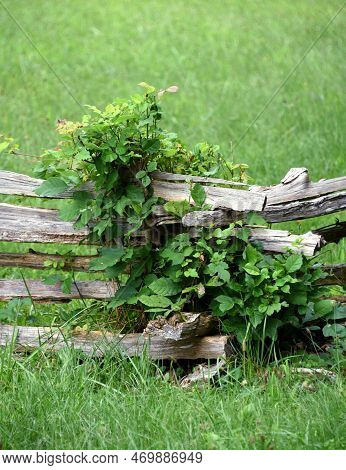 Split Rail Fence Runs Across A Grassy Field In Virginia.  Corner Is Overgrown With Vines.