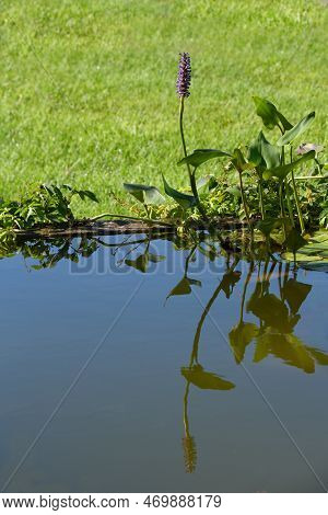 Single Stem Of Pickerel Rush