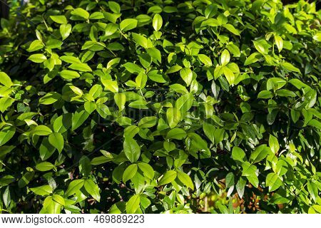 Green Eco-friendly Background Of Leaves Of The Myrtle Tree. Leaves In Sunlight.
