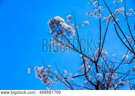 Cotinus Coggygria Or Rhus Cotinus Young Lady European Or Eurasian Smoketree, Smoky Tree, Smoky Shrub