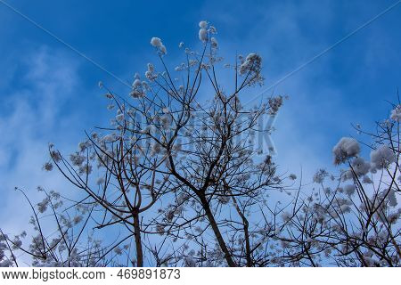 Cotinus Coggygria Or Rhus Cotinus Young Lady European Or Eurasian Smoketree, Smoky Tree, Smoky Shrub