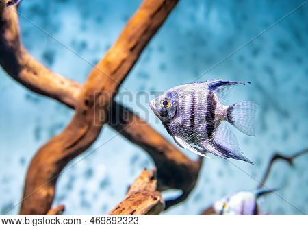 Tropical Fish Pterophyllum Scalare Altum Swimming In Aquarium Blue Water. Tropical Striped Silver Bl