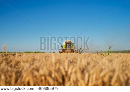 Harvesting Machine Working At Field In Sunny Morning. Agriculture Concept. Combine Harvester At Whea