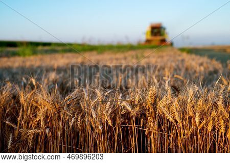 Wheat Field In Focus With Combine Harvesting Behind.