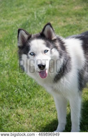 Young Dog Energetic Siberian Husky On A Walk, The Pet Often Breathes