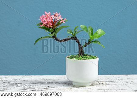 Pink West Indian Jasmine Bonsai In Small Pot