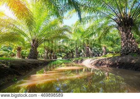 Palm Tree In The Palm Garden With Beautiful Palm Leaves Nature And Sunlight Morning Sun, Palm Oil Pl
