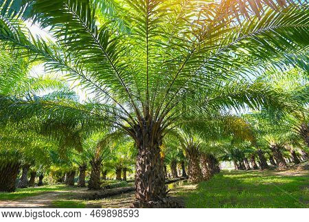 Palm Tree In The Palm Garden With Beautiful Palm Leaves Nature And Sunlight Morning Sun, Palm Oil Pl