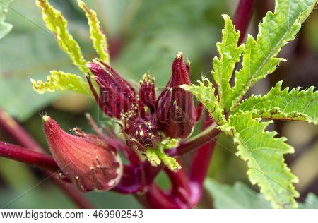 Okra, Abelmoschus Esculentus, Is A Perennial Flowering Plant In The Mallow Family.