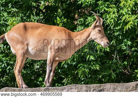 Mountain Goat Or East Caucasian Tur, Female, Latin Name Carpa Cylindricornis. It Is Critically Endan