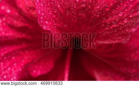 Close-up Macro Soft Focus Water Drop On Bright Red Pink Hibicus Flowers Tropical Flora Plant Exotic 