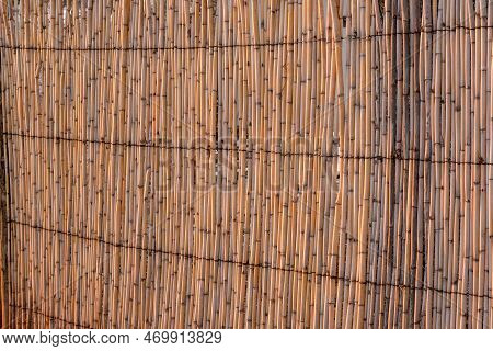 A Reed Wall In The Last Rays Of The Setting Sun