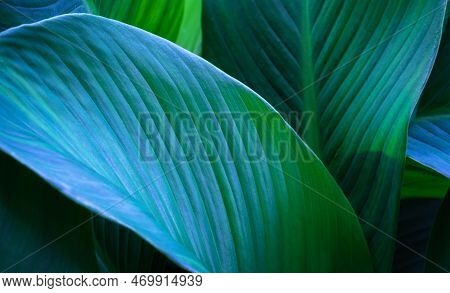 Top View Exotic Fresh Green Leave Texture Tropical Plant Of Spathiphyllum Cannifolium In Soft Blue G