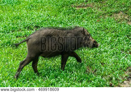 A Portrait Of A Large Bearded Pig In The Bakonational Park Of Sarawak In Malaysian Borneo.