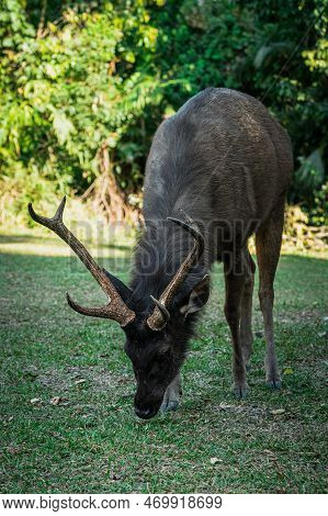 Close Up Portrait Of A Male Sambar Deer At Khao Yai National Park, Thailand. Sambar Is A Large Deer 