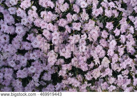 Abundance Of Light Pink Flowers Of Garden Pink In May