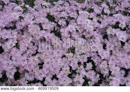 Abundant Light Pink Flowers Of Garden Pink In May