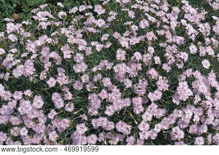 Backdrop - Numerous Light Pink Flowers Of Garden Pink In May
