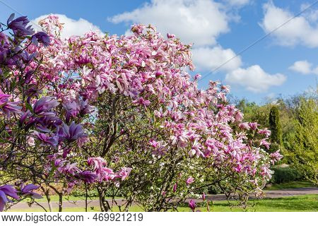 Bushes Of Blooming Magnolia Liliiflora, Also Known As Lily Magnolia Or Purple Magnolia In The City P