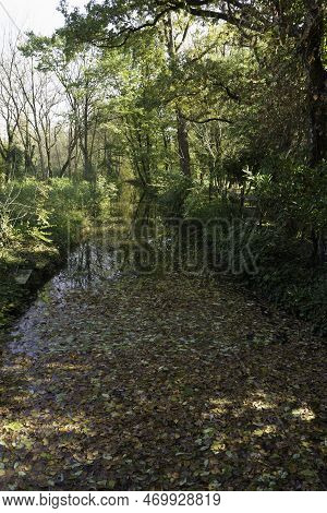 Autumn In The Monza Park, Italy