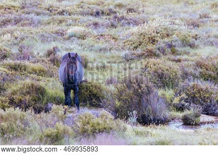 Snowy Mountains Brumbies View Near Thredbo In Australia