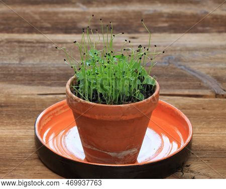 Leek Seedlings In A Pot On A Wooden Table. Grown With Other Seedlings For Saving Space And Co-operat
