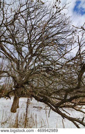 A Tree 