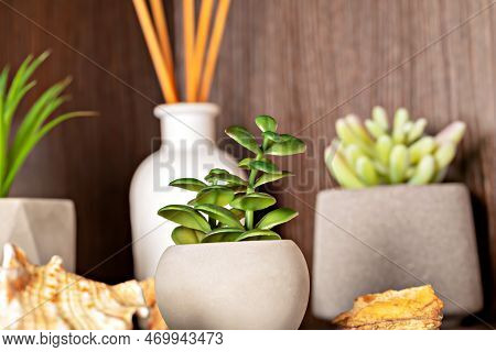 A Small Potted Flower In The Foreground With Other Flowers In The Background Around A Scented Reed D