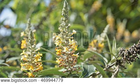 Flowers Of Buddleja Madagascariensis Known As Smokebush, Madagascar Sagewood, Madagascar Buddleia