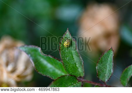 Mayfly ( Ephemeroptera ) On A White Daisy In Green Nature With Copy Space