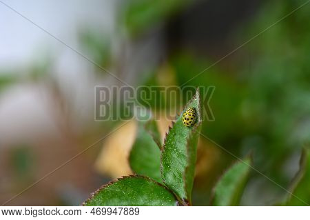 Mayfly ( Ephemeroptera ) On A White Daisy In Green Nature With Copy Space