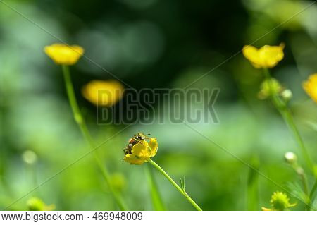 Mayfly ( Ephemeroptera ) On A White Daisy In Green Nature With Copy Space