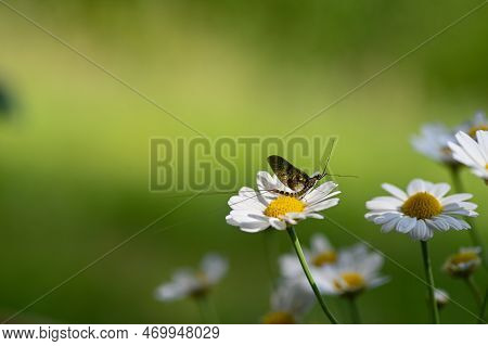 Mayfly ( Ephemeroptera ) On A White Daisy In Green Nature With Copy Space