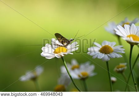 Mayfly ( Ephemeroptera ) On A White Daisy In Green Nature With Copy Space