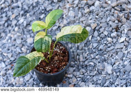 Fresh Rhaphidophora Puberula Variegated In The Pot