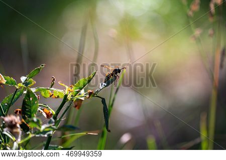 Mayfly ( Ephemeroptera ) On A White Daisy In Green Nature With Copy Space