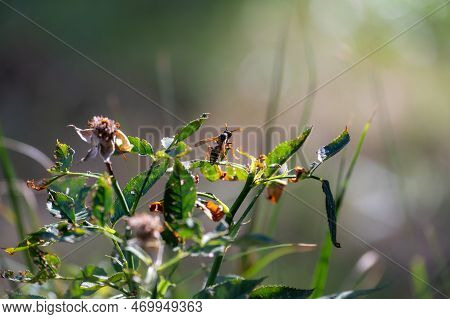 Mayfly ( Ephemeroptera ) On A White Daisy In Green Nature With Copy Space
