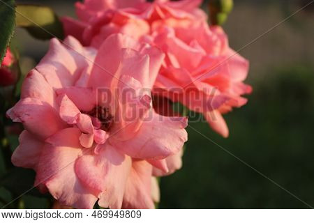 Pink Roses Close-up With Space For Text. Cultivation Of Rose Cetes. Spring Flowering Holiday. Flower