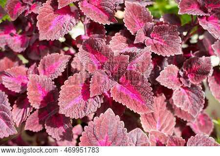 Flowers Of Coleus Reddish Or Purple Leaves. Known As Plectranthus Scutellarioides, Coleus Blumei And