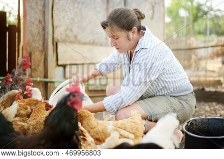 Female Farmer Feeding Chickens From Bio Organic Food In The Farm Chicken Coop. Floor Cage Free Chick