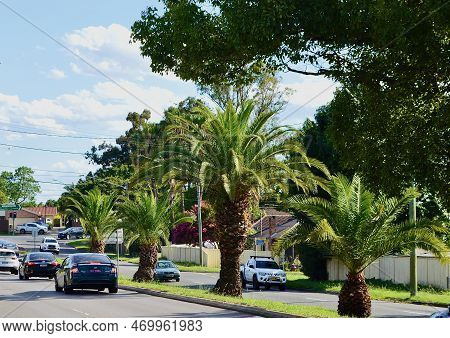 Traffic On A Tree Lined Road In Western Sydney. Sydney, Nsw, Australia. Feb 2023.