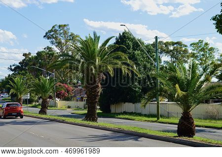 Palm Trees On The Median Strip In Western Sydney. Sydney, Nsw, Australia. Feb 2023.