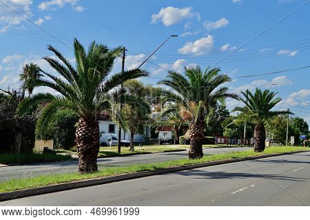 Palm Trees On The Median Strip Of A Suburban Road
